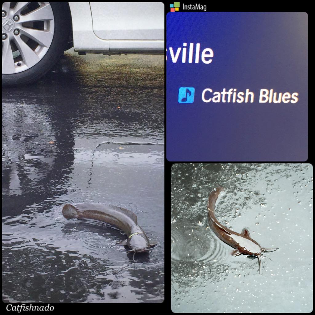 cindyliska38's tweet image. Irony at its finest. #CatfishBlues on Sirius XM Bluesville right after I catch walking catfish in my parking lot.