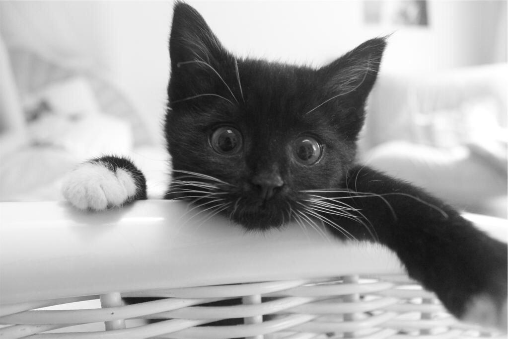 KittyInTheMitty's tweet photo. Donate a tweet to help cats. Join the @ThunderclapIt for @HappyCatGR cat cafe! :D
https://t.co/FVH0WIaj4T #Catstarter http://t.co/YnTsSxCXuv