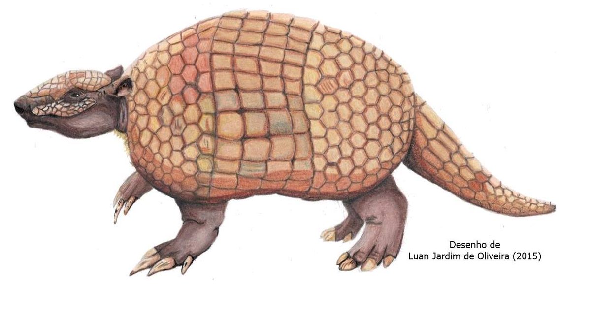 G1 divulga descoberta de fóssil de Tatu Gigante descoberto em caverna da Chapada Diamantina. blog.gpme.org.br/?p=7837