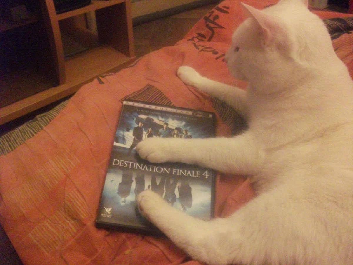 scott5ivegirlfr's tweet photo. even begin watchin a dvd #destinationfinale4 with @TheRealShantel with one of my fave person in the world aka my baby http://t.co/YS831b2h68