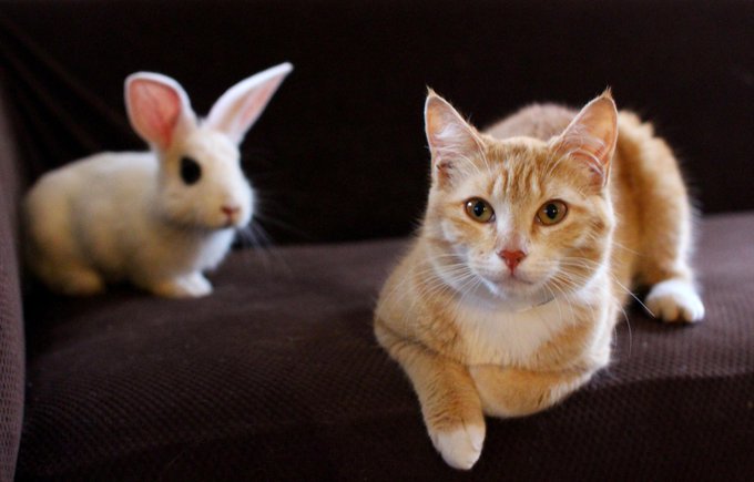 @VeronicaChaos if youre ever out this way, I have a sweet and wonderful rescue who I'd love to place<a class="tags" target="_blank" title="On Twitter" href="/?out=eyJ0eXAiOiJKV1QiLCJhbGciOiJIUzUxMiJ9.eyJpYXQiOjE3MjQ1ODIzMjEsImlzcyI6InR3cG9ybnN0YXJzLmNvbSIsIm5iZiI6MTcyNDU4MjMyMSwiZXhwIjoxNzU2MTE4MzIxLCJyZWRpcmVjdF91cmwiOiJodHRwczovL3R3aXR0ZXIuY29tL1Zlcm9uaWNhQ2hhb3MifQ.L7bje6-g_uQFhYmo1TA9C97mwAMN2jfBXL6wMitXX7EhsdYqo6aB7sB2foPFkcEylxWmt6q9rBUjeFmq3yhKXA">@VeronicaChaos</a><a href="/tag/thongthursday"class="tags"><span>#thongthursday</span></a><a href="/tag/bigtits"class="tags"><span>#bigtits</span></a>