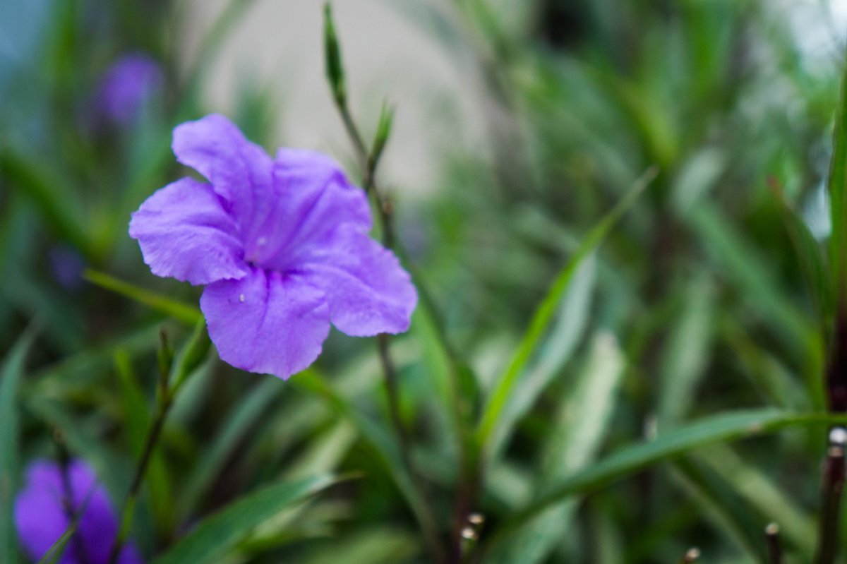 Darenger8's tweet photo. Practicing my #macrophotography.
#purpleflowers #beautiful #nature #southflorida http://t.co/4Cuya1WsmK