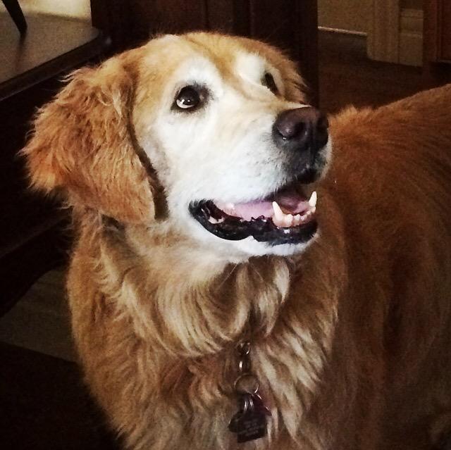 maddygervais's tweet photo. Oh, did you want some food @CharlieDogYYC ? http://t.co/55Y1qLKlHB