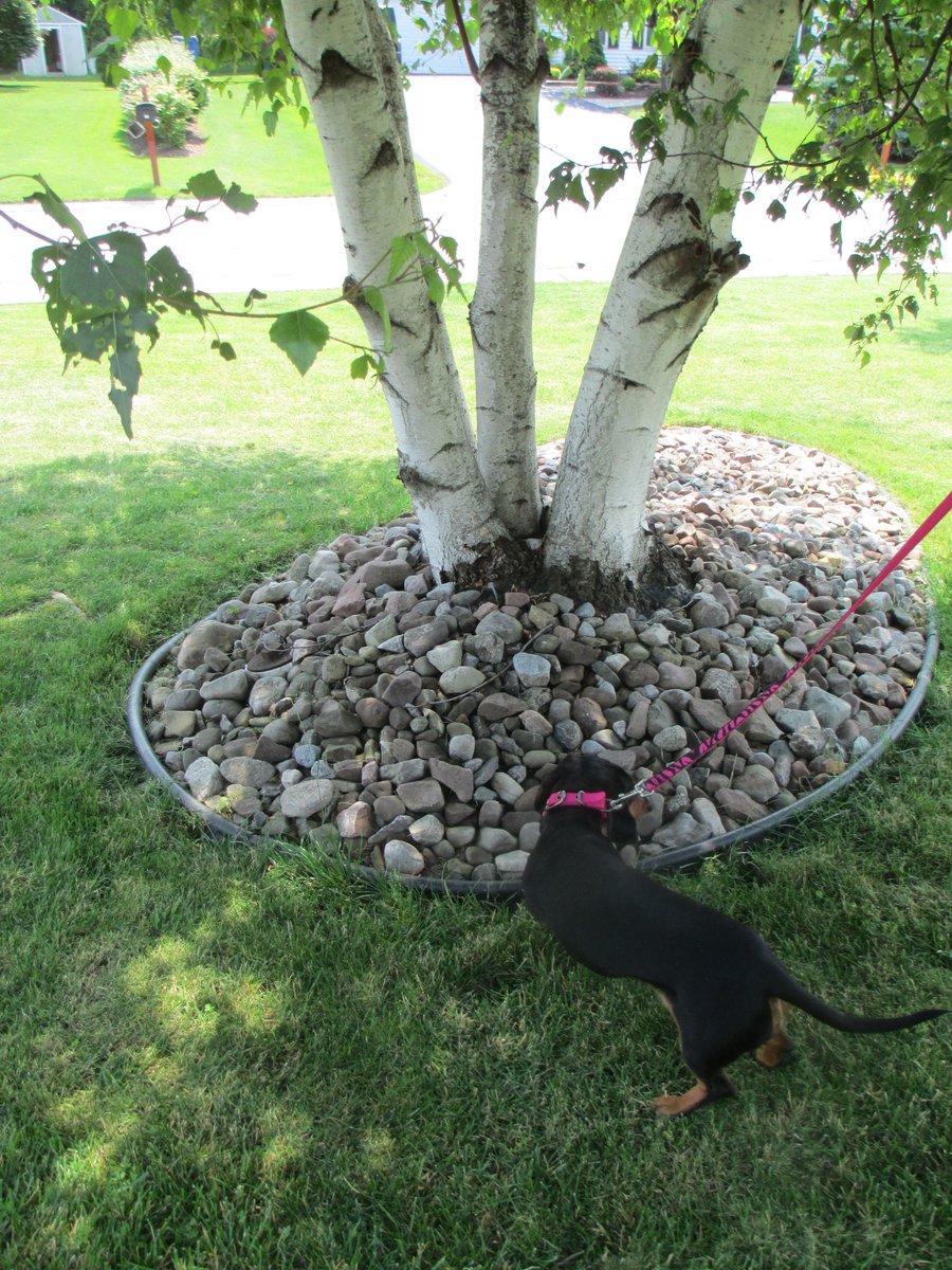 TheBonziBomber's tweet photo. ALERT! Searching front lawn for anything dirty & gross to roll in.
#DeadWorms #AnyKindOfPooWillDo #IEatFlies http://t.co/Z5lzFzKK7G