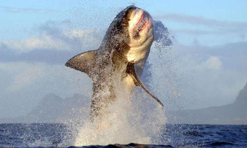 LouiseShark's tweet photo. Now that I have your attention!  #stopfinning #savetheshark  Let's preserve the waters for future generations! http://t.co/jDrDWctV2d