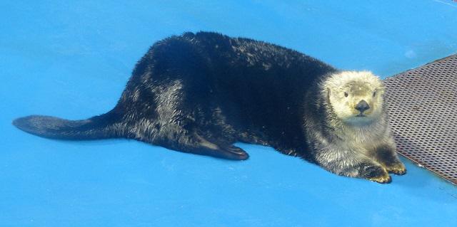 まりんぴ マリンピア日本海のアイドル クータン全身 ということで お掃除の間に写真を何枚か 開館時間中はめったに陸に上がらないクータンの超レアなショットです ラッコ クータン祭り Http T Co Yv35cbweur Twitter