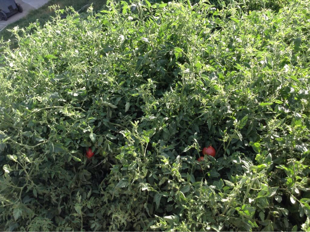 RomieTheHomie32's tweet photo. My tomatoe plants are exploding 💥🍅 #GardenGameWild #RomiesGarden #BouttaMakeKetchup #AndSalsa http://t.co/uJiUEpb6Sk