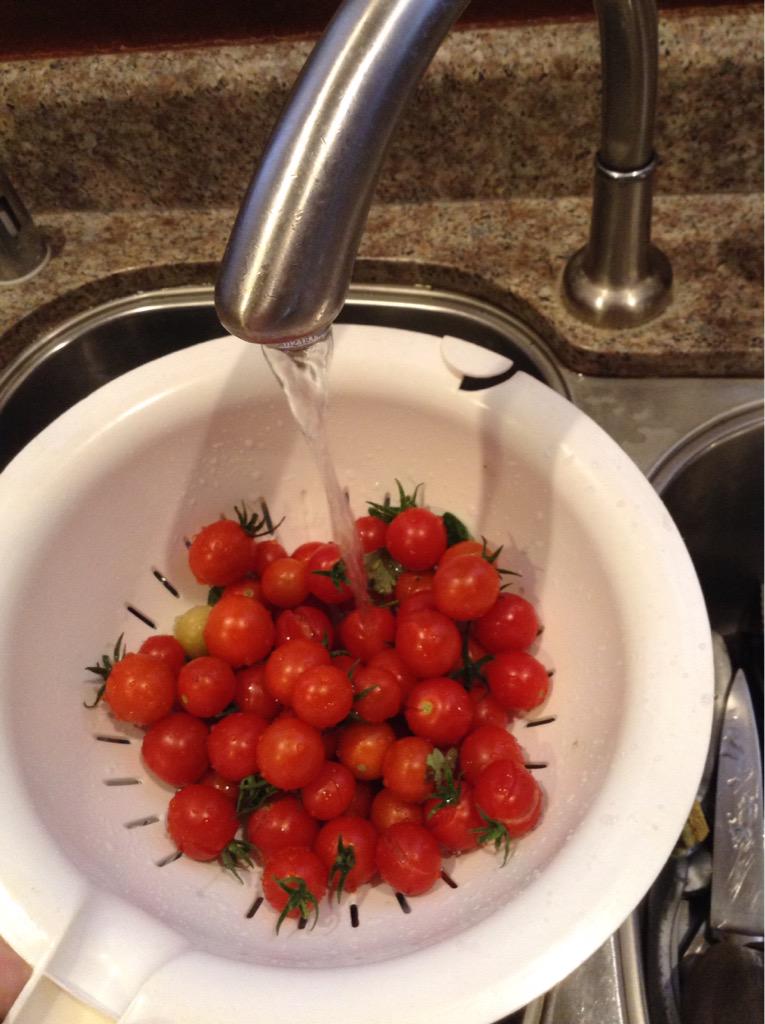 RomieTheHomie32's tweet photo. My tomatoe plants are exploding 💥🍅 #GardenGameWild #RomiesGarden #BouttaMakeKetchup #AndSalsa http://t.co/uJiUEpb6Sk