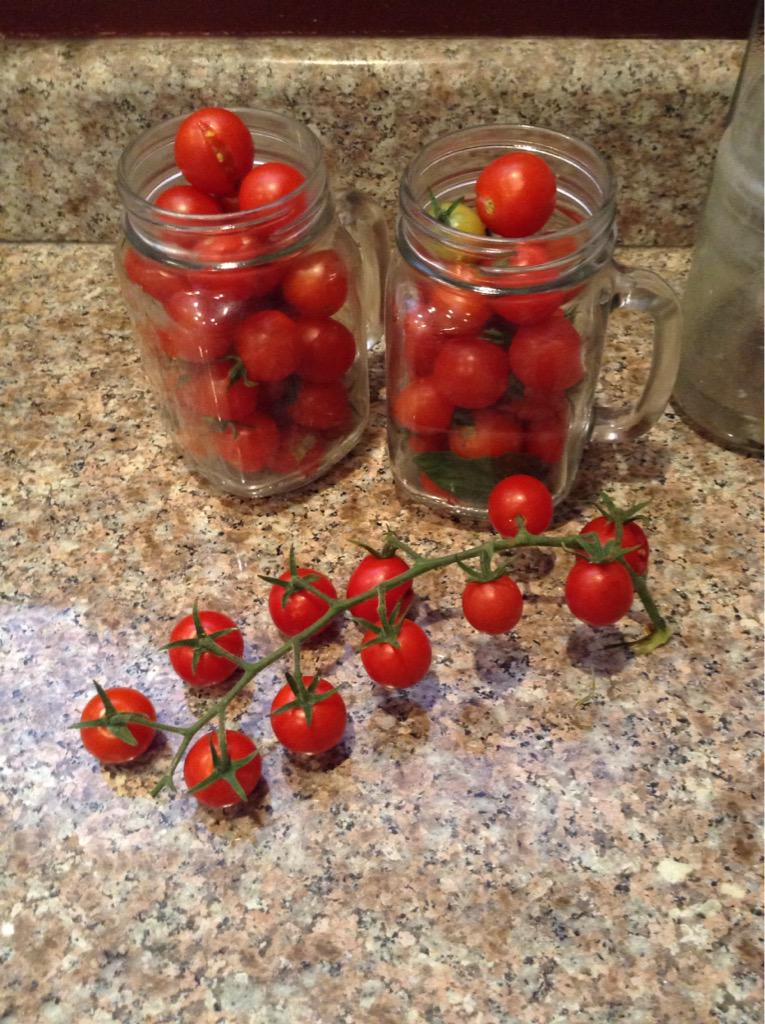 RomieTheHomie32's tweet photo. My tomatoe plants are exploding 💥🍅 #GardenGameWild #RomiesGarden #BouttaMakeKetchup #AndSalsa http://t.co/uJiUEpb6Sk