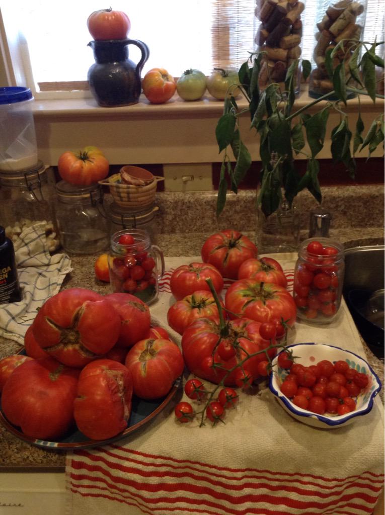 RomieTheHomie32's tweet photo. My tomatoe plants are exploding 💥🍅 #GardenGameWild #RomiesGarden #BouttaMakeKetchup #AndSalsa http://t.co/uJiUEpb6Sk