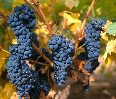 Tempranillo: #BBQ-Friendly Red Wine via <a href="/Imbibe/">Imbibe Magazine</a> bit.ly/1eOYnjU #BBQExpo #Wine