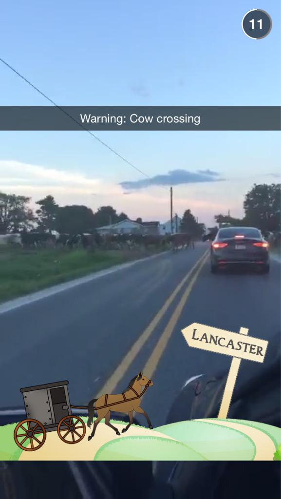 LancProblems717's tweet photo. Only in Lancaster do you have to stop for cows. #LancasterProblems http://t.co/iNC0jSN65U