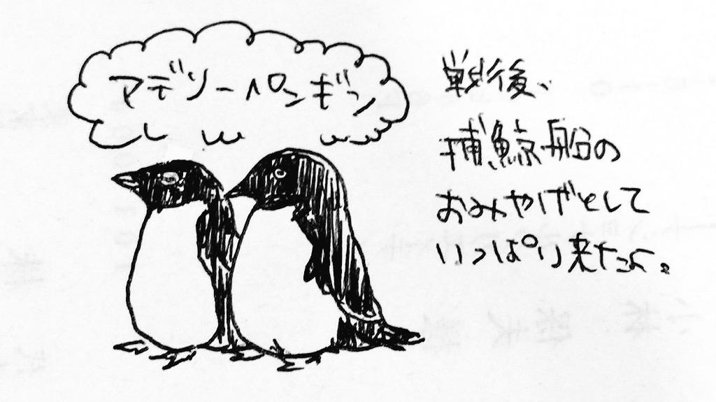 南極のペンギンその1 