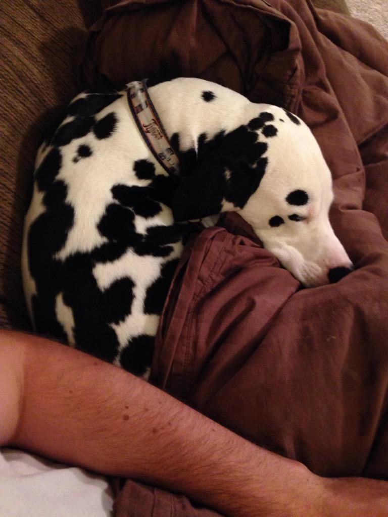 EricLloyd's tweet image. #Kaline and I ran 5 miles today and this about sums up the rest of our day... #mySaturday