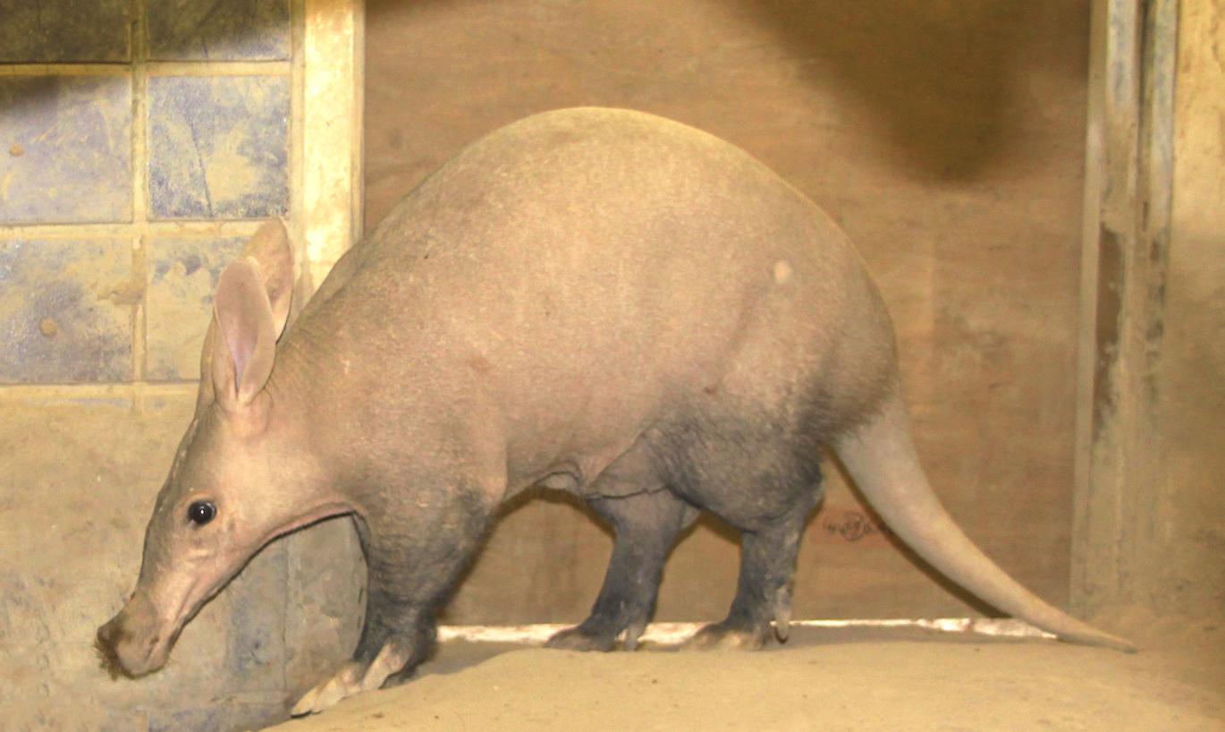 上野動物園 公式 1952年の昨日8月3日 ツチブタが上野動物園に初来日 名前にありますが全くブタではなく 耳が長い ですがウサギでもありません じゃあ何の仲間 とよく聞かれますが 原始的な 蹄をもつ動物で 謎に満ちた ツチブタという動物なのです