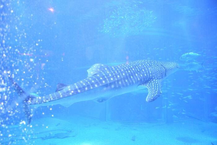 江津 アカウント統合します A Twitter 海遊館めっちゃ綺麗だよー ちんあなごいない のは寂しいけどヽ ノオオサンショウウオとかちんあなごが見たいなら京都水族館 とにかく綺麗なの眺めたいなら海遊館がおすすめー Http T Co Mkulp9zt1s