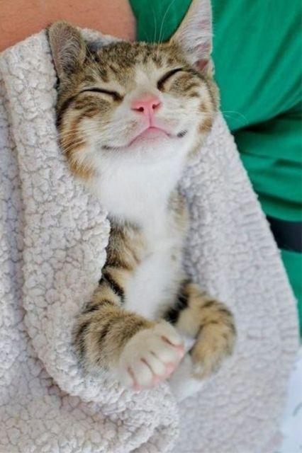 KitNipBox's tweet image. My Friday face!
#HellzYeah #OhYEah
Image via @refinery29
#Friday #TGIF #catphotoFriday #KitNipBox #CatsOfTwitter