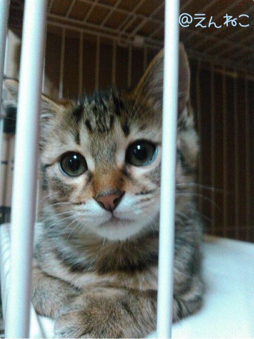Npo法人えんねこ 命に優しい街づくり