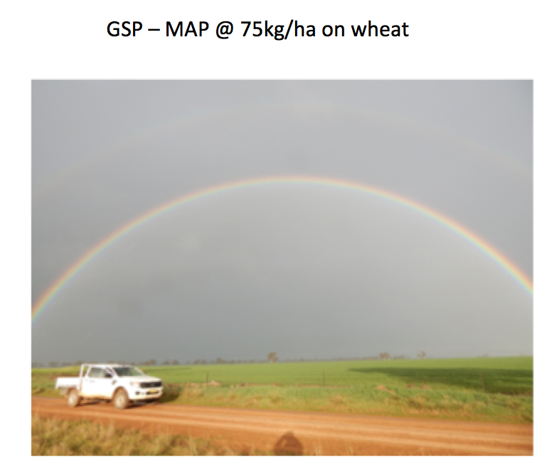 AGRICENLIFER's tweet photo. #BasisPBF on dry fertilizer --"A Pot of Gold?" Near #Temora #NSW @earthag @richo
@JamiePursehouse @GolfOrr @bknifong http://t.co/QtV6DogUVD