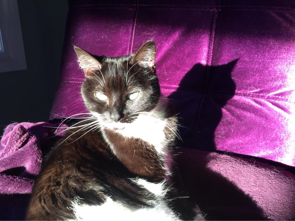 tequilakitty's tweet photo. the sun makes me warm on my chair http://t.co/RLM9vdwVki