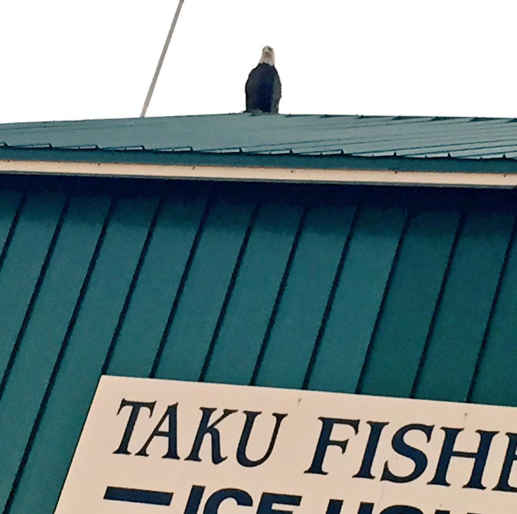 StephHodgdon's tweet photo. Ashore in Juneau after #MotorCity rehearsal &amp; spied this majestic fellow! #CrownPrincess #Alaska #NationalBird http://t.co/0Oy0IwSjYg