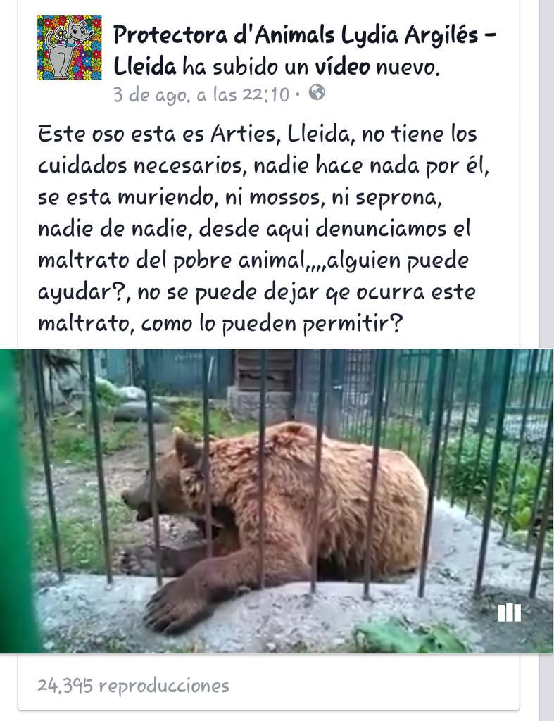 NoApoyoToroVega's tweet photo. #arties #Lleida Un oso muriendo mientras NADIE hace nada.  @PartidoPACMA @ObservatorioJDA Difusión por favor!!  #SOS http://t.co/hzOvnUivLE