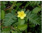 Tribulus Terrestris (Gokshura Tribulus)
