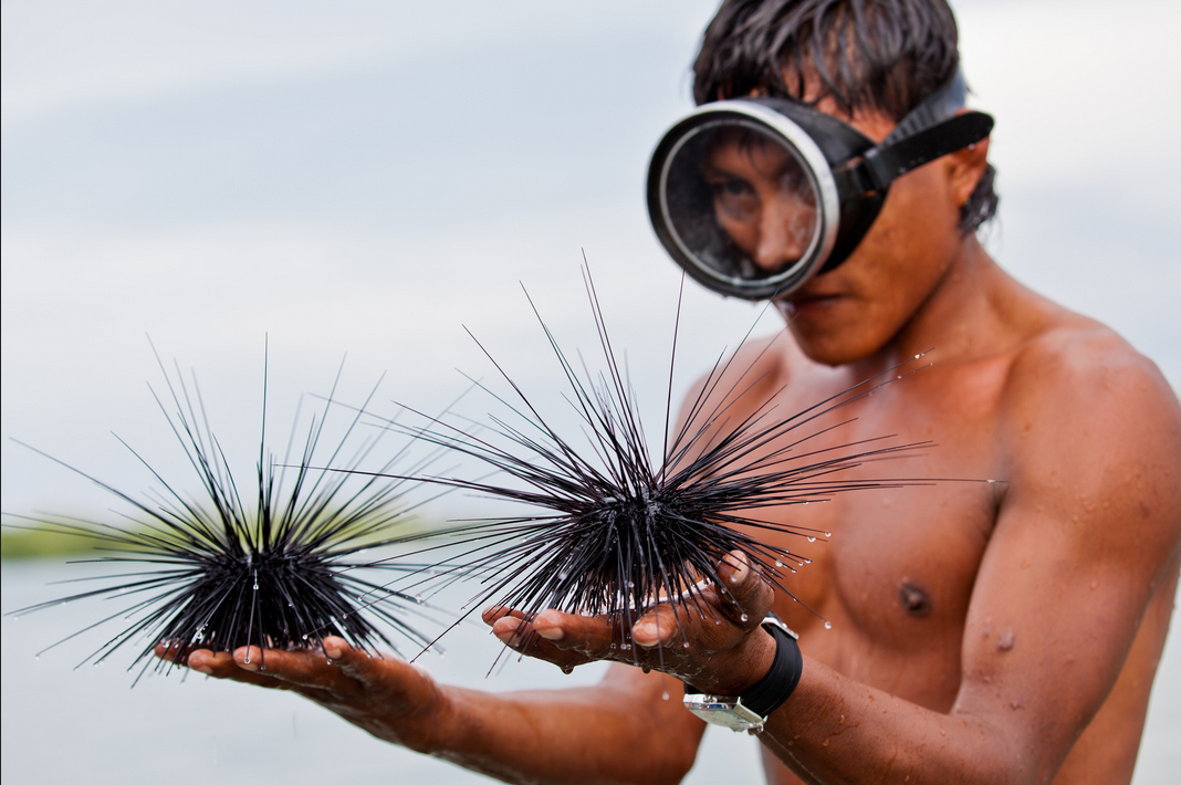visitcentroamer's tweet photo. The Kuna Yala mangroves are an excellent place to meet some new friends ;) #Panama #EcoAdv #diving http://t.co/hg726RIZsj