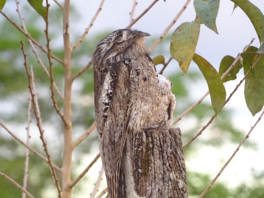 BeanyBirder's tweet image. Common Potoo or fence post?

#BirdPhotography #Birds @WildTravelCA @Nature_TALKs