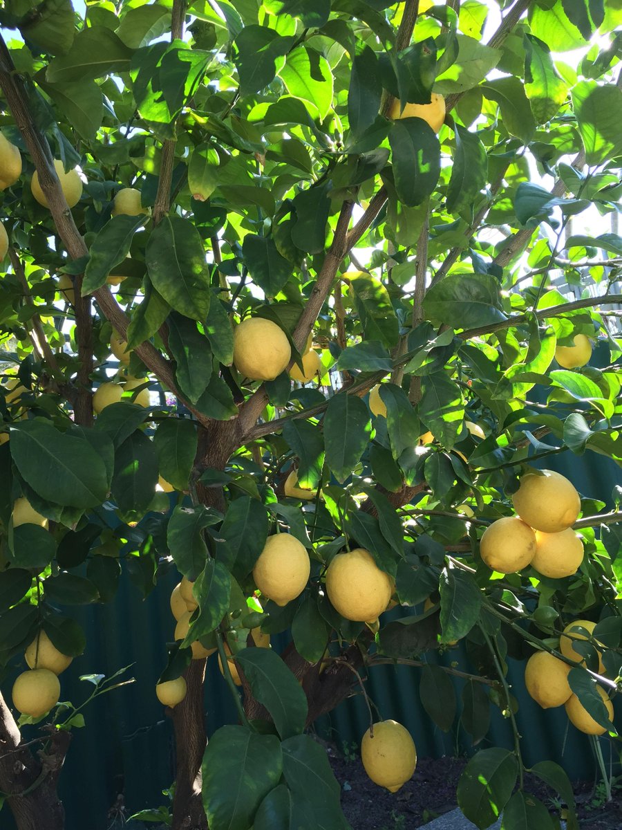 soilwise's tweet photo. What to do with all your lemons? How about this delicious lemon tart?
email us at info@soilwise.com.au for the recipe http://t.co/6PJ1i09i4H