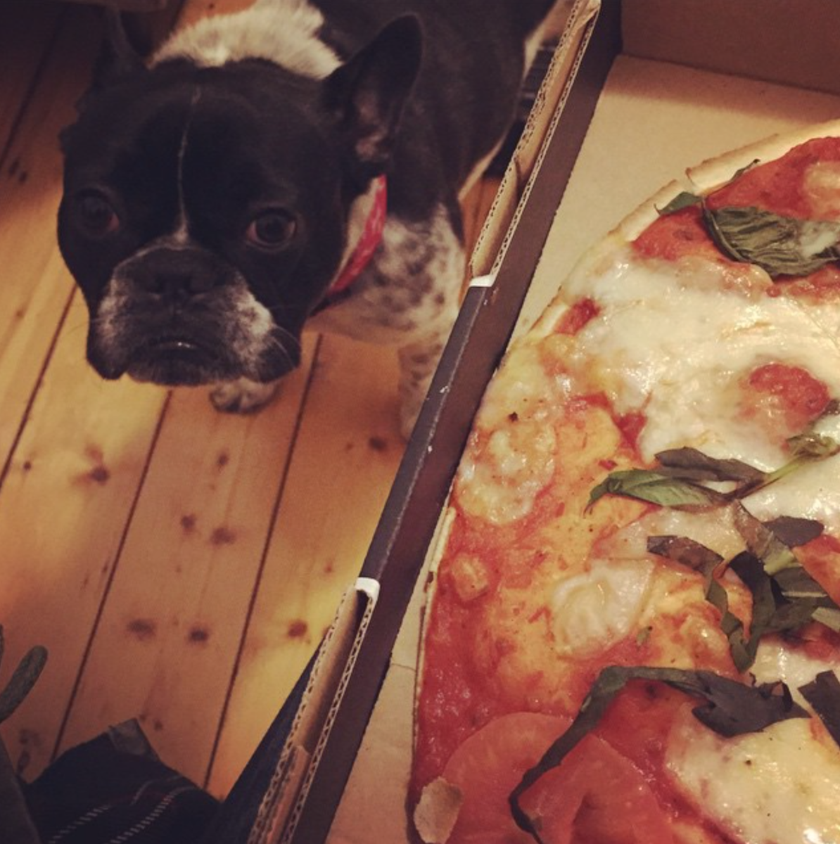 Get this pup a pizza!
<a href="/katemcshane1/">Kate McShane</a>  #madpizza #food