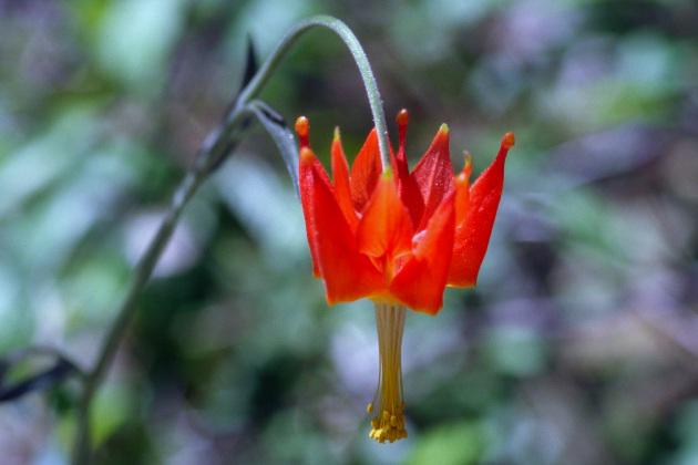 Collegamento permanente dell'immagine integrata