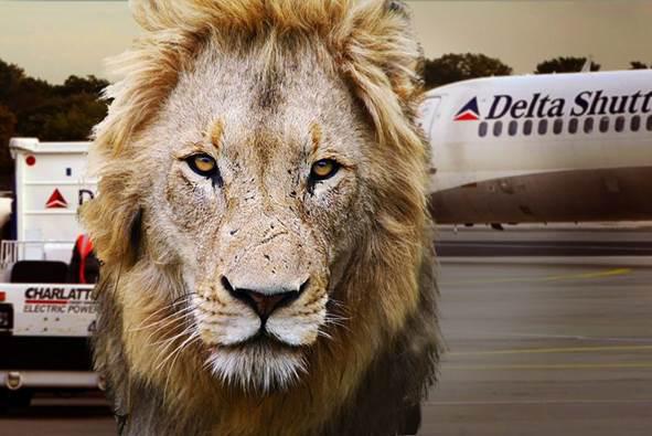 Protect_Wldlife's tweet photo. Excellent News: Delta Air Lines Bans Big Game Hunting Trophies!  http://t.co/WeM2UCsWiY via @TakePart #CecilTheLion http://t.co/x2VMYZ08II
