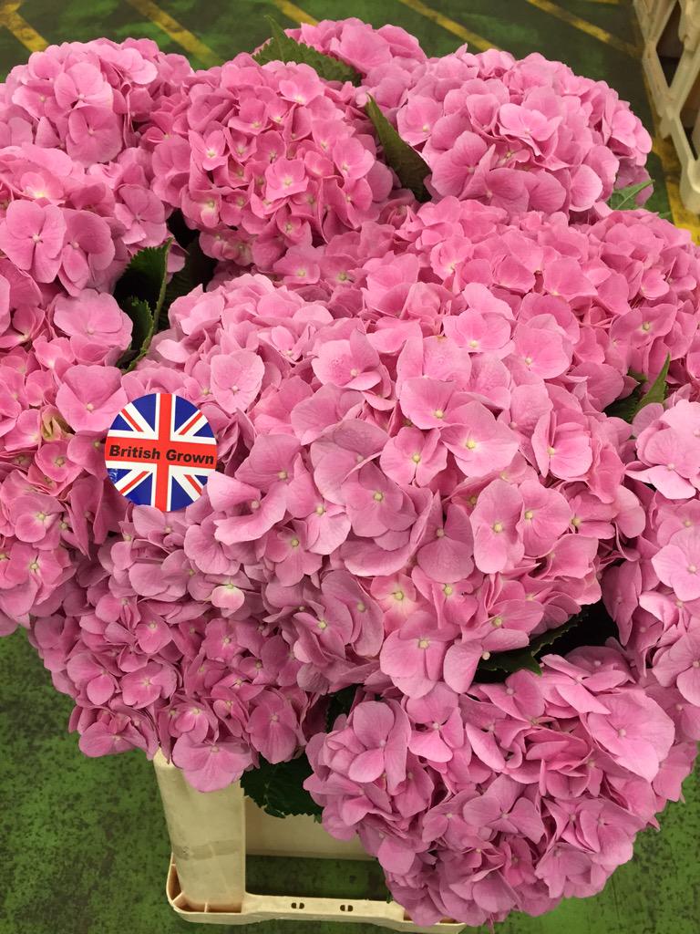 peterhsmithltd's tweet photo. New in #britishgrown #hydrangeas #BritishFlowers http://t.co/0NGG5NxrcD