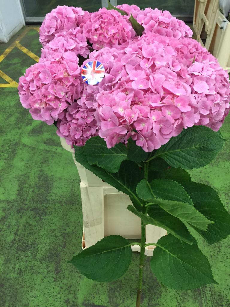 peterhsmithltd's tweet photo. New in #britishgrown #hydrangeas #BritishFlowers http://t.co/0NGG5NxrcD
