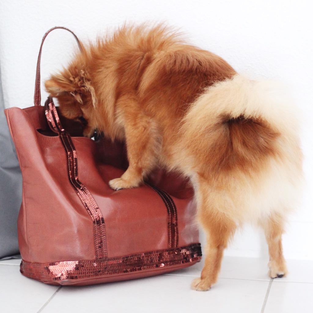 JessInSeptember's tweet image. Petite voleuse qui fouille dans mon sac, je ne sais pas ce qu'elle y cherche mais ça devient une habitude 🙊