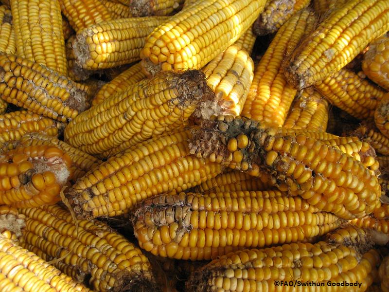 FAOKnowledge's tweet image. #Foodwaste in NENA region is high &amp;amp;contrib to reduced food availability. Reduction strategy bit.ly/1LipdOo