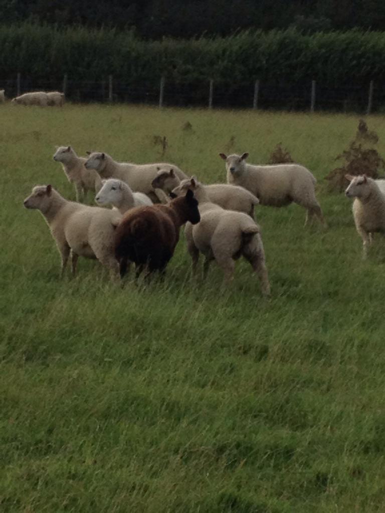 OultramSally's tweet photo. Bella #CountrysideHero http://t.co/jzgTgmmvCd