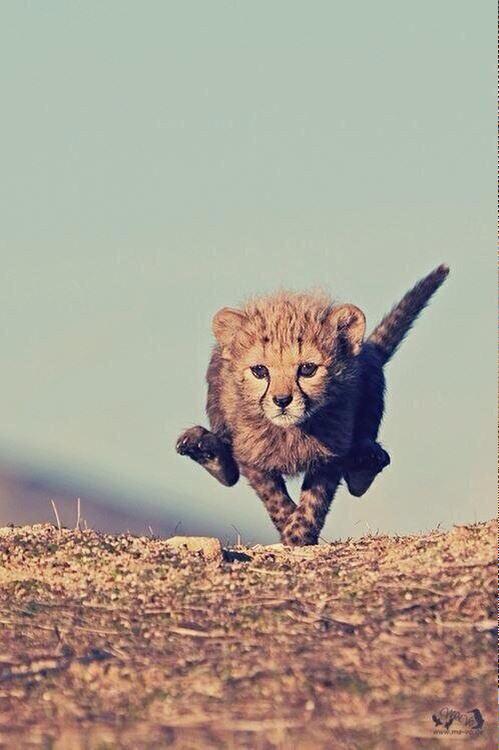 carlosdemoreno's tweet photo. Entrena duro, dentro de ti puede estar el animal mas rápido del mundo #guepardo #atletismo #motivacion http://t.co/C9oTCFTqrf