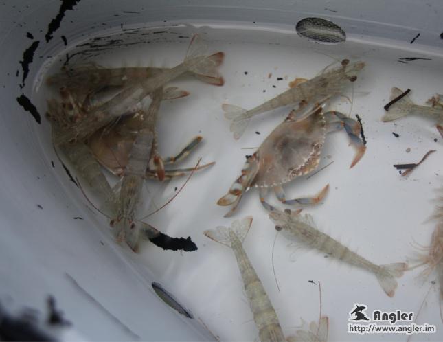 solotcom's tweet image. Choosing Your Fishing Bait. For more details, please visit Angler official website: angler.im/news/3o3t6Cv6V…