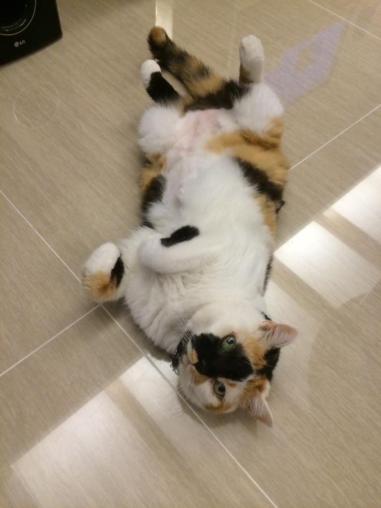 JochinC's tweet photo. #threecolorcat 
Are u looking at at me??? http://t.co/svjYgLc0Ce