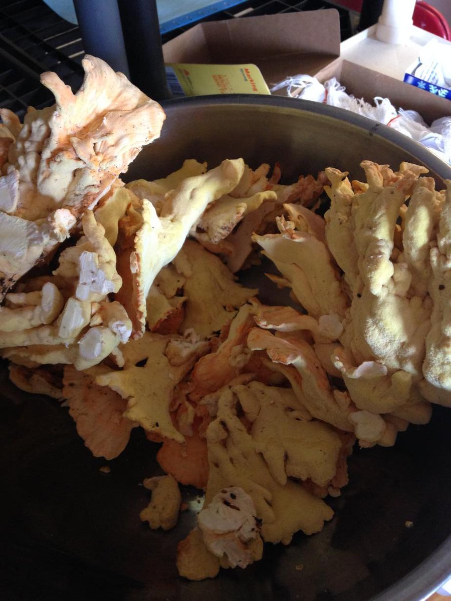 Freshly harvested chicken of the woods mushrooms! Check it out @ #mountainroosterproduce