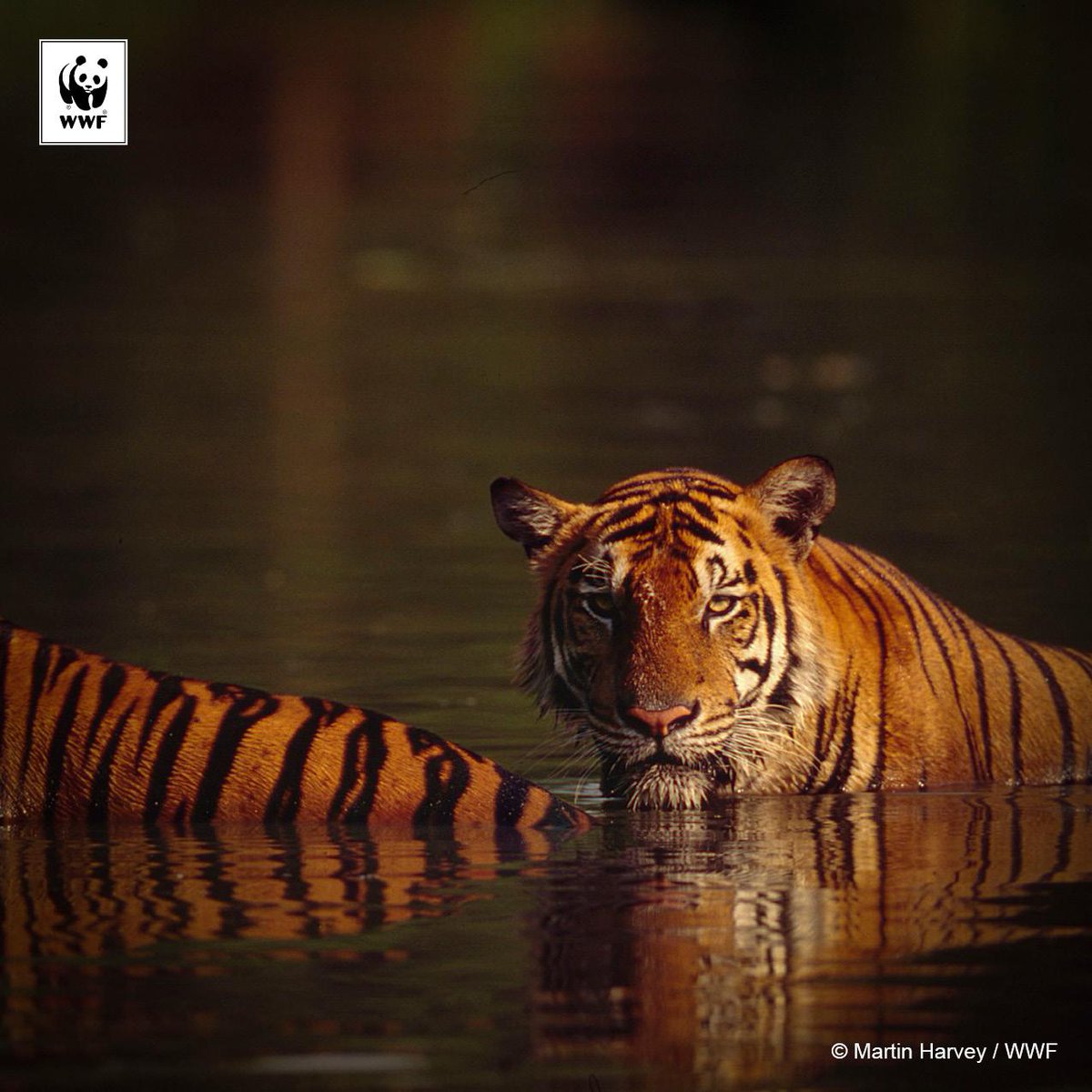 WWF_tigers's tweet photo. Why #Bangladesh's recent #tiger survey is commendable: http://t.co/Toosugn7eO #doubletigers http://t.co/nrHY8vwUQ3