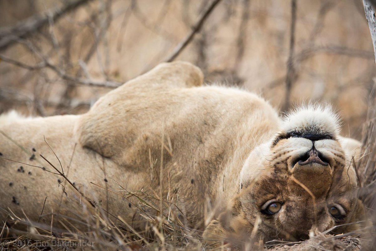 tim_batch's tweet image. Some are more chilled than others. Latest shots from Kruger National park on.be.net/1MJwSXy @NatGeo @natgeowild