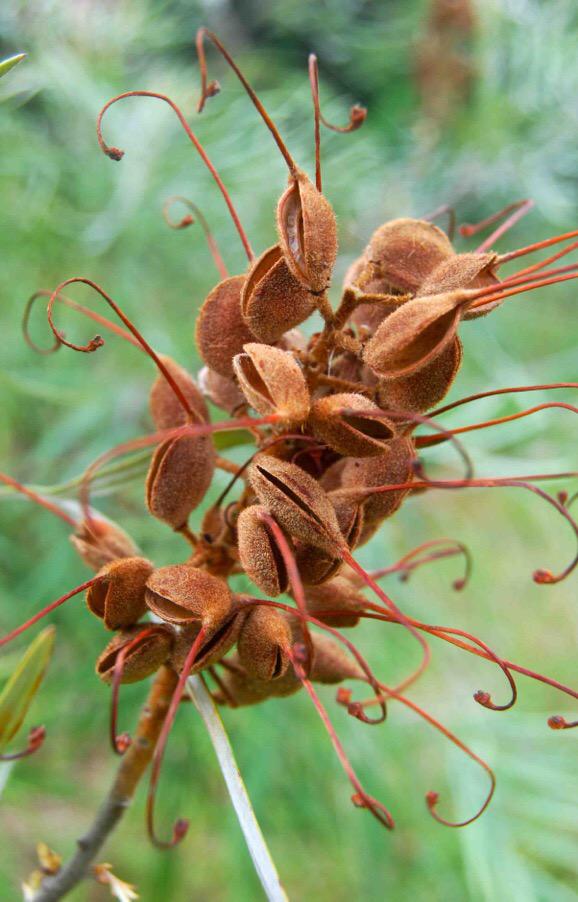 #Flowers & seed pods of the beautiful #Grevillea banksii forsteri (Red Silky Oak) #seeds #australianplants