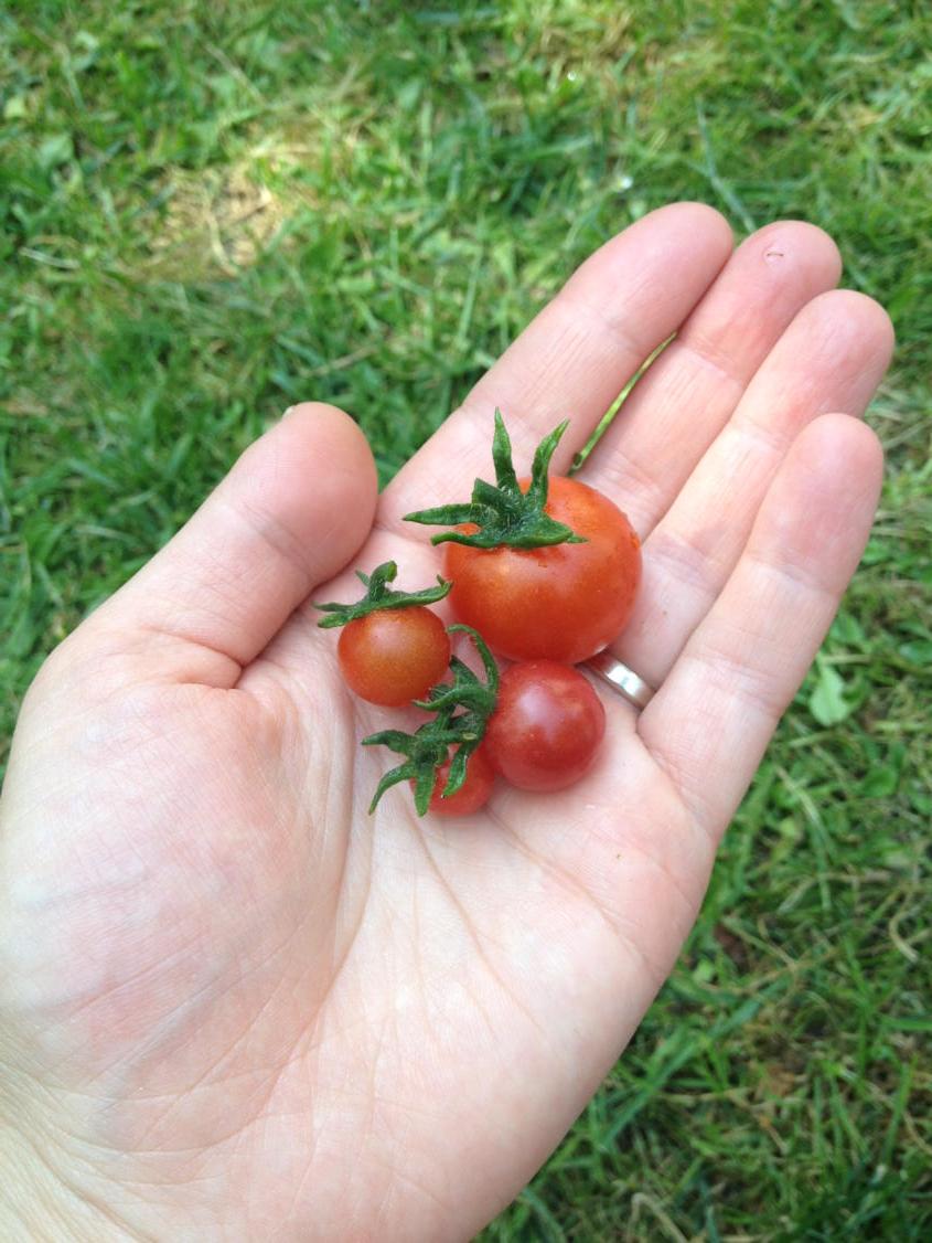 cukrarka's tweet photo. A peruánská rajčata z And znáte? Superodolná proti všemu a super malá. A moooc dobrá! http://t.co/VFJKQ6eKhd