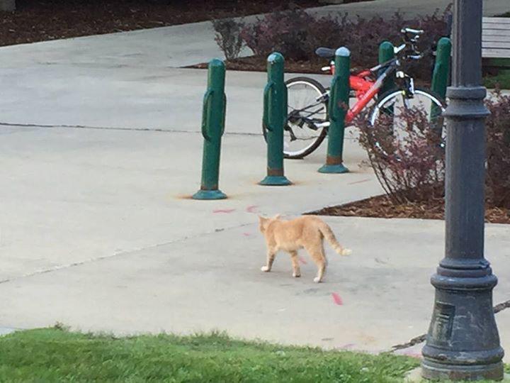 MarquettePD's tweet photo. A @milwaukee_lion sighting? Spotted this morning by officers walking from @MUBusiness to Marquette Hall. http://t.co/ZcQTMFXZ4j