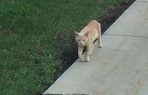 MarquettePD's tweet photo. A @milwaukee_lion sighting? Spotted this morning by officers walking from @MUBusiness to Marquette Hall. http://t.co/ZcQTMFXZ4j