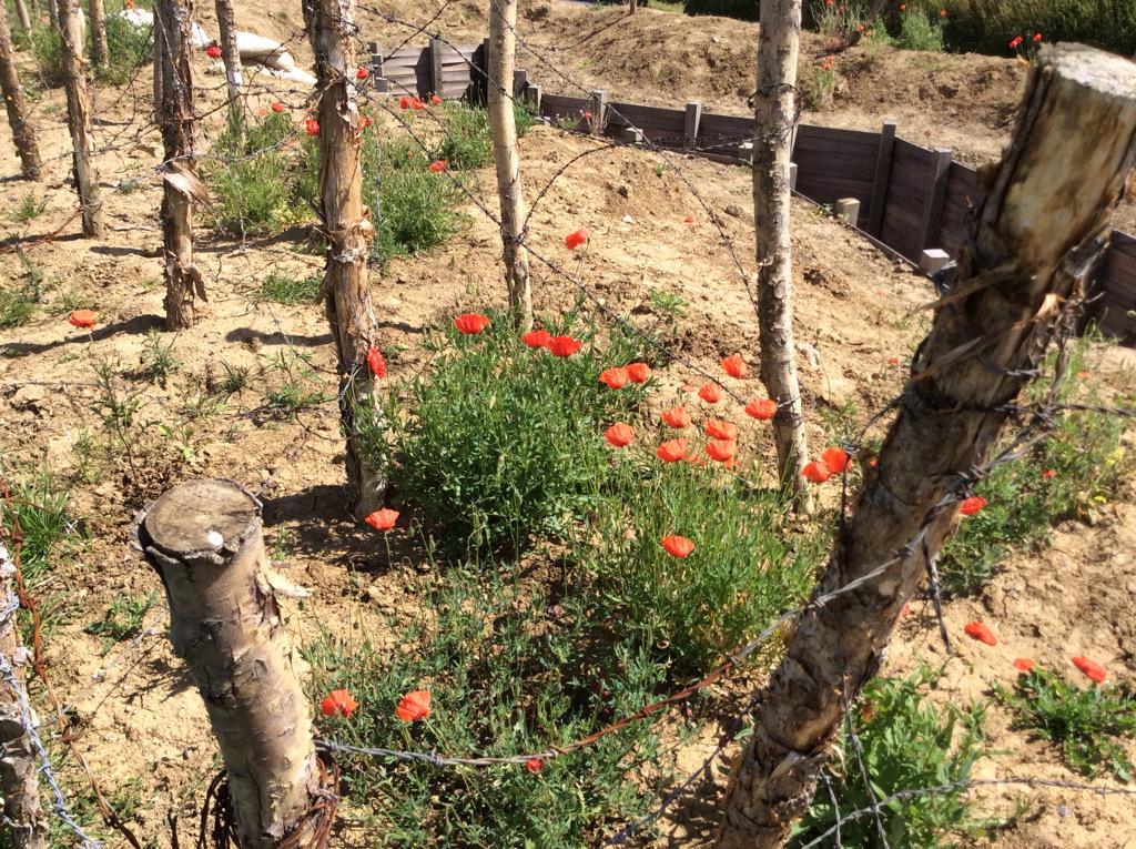 Poppies between the barbed wire in front of the trenches at the Christmas Truce Memorial, Plugstreet.