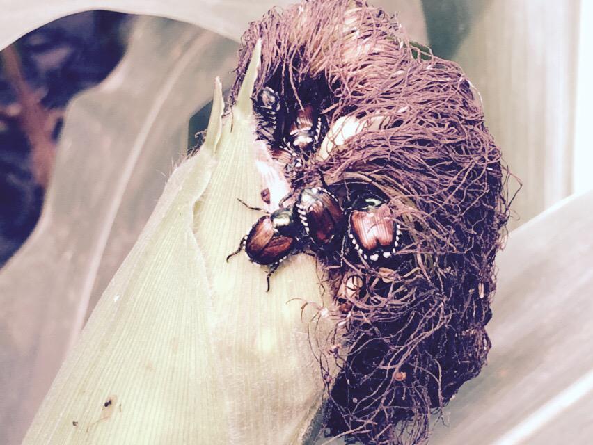 Japanese beetle continue feeding in Saline Co. NE.   Contact local seedsman.  #SMSAW